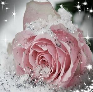 Meet your Posher, Joy